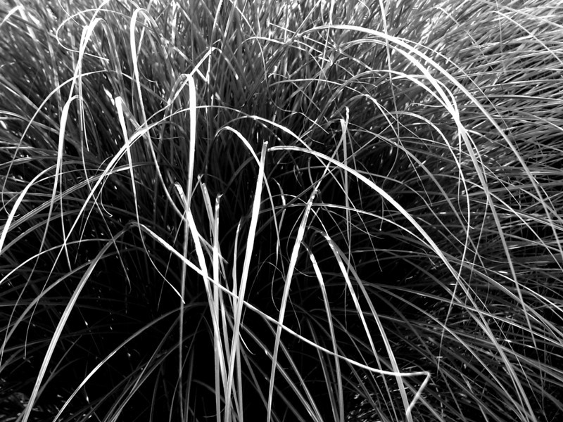 B/W Grass