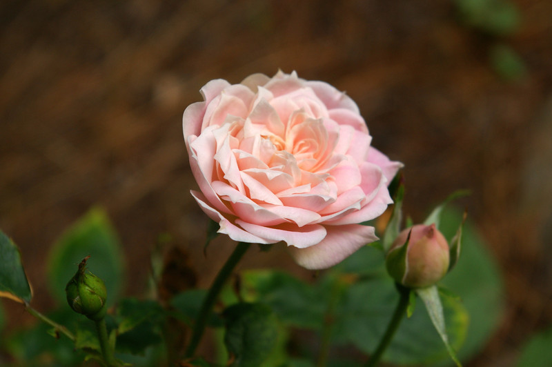 Rosé rose