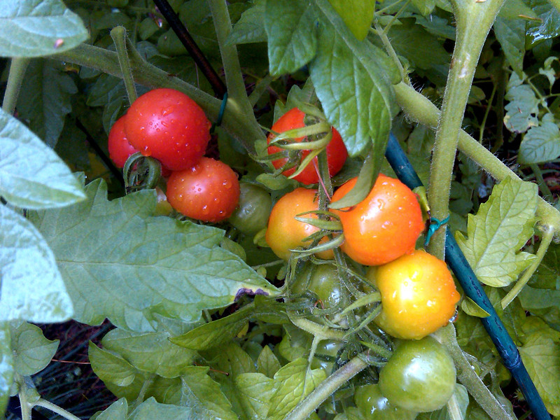 Tomatoes are ripening