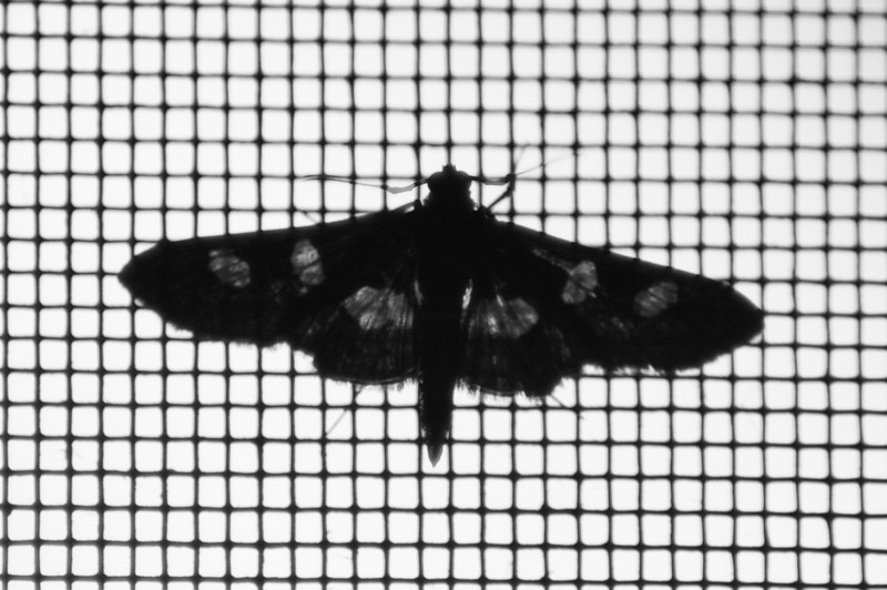 Moth on screen