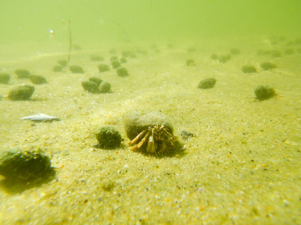 Under the (shallow) Sea