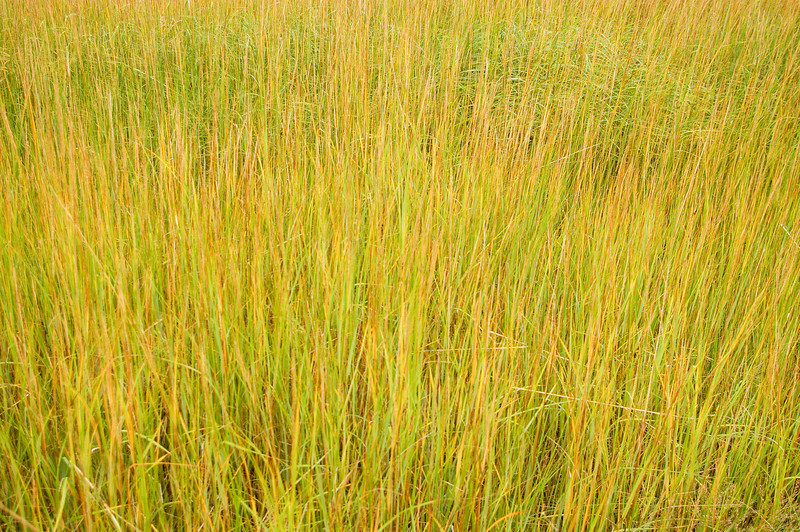 Autumnal Sea Grass