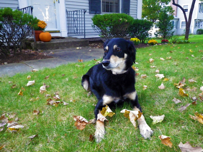 Autumn Dog