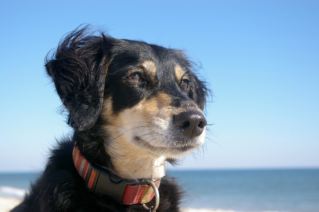 Puerto Rican Beach Hound