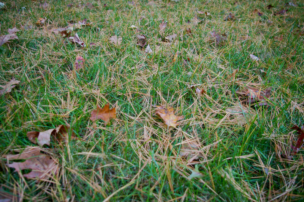 Deciduous Conifers