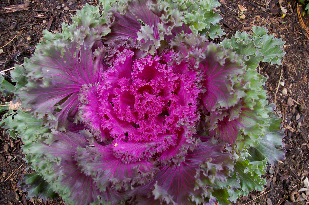 Flowering Kale