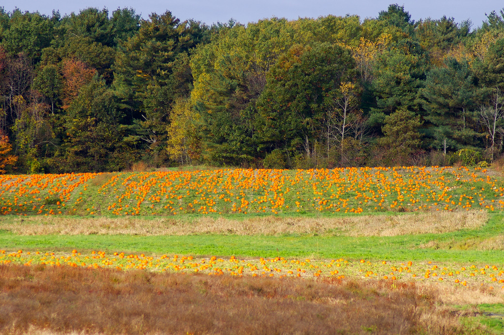 Field of Orange