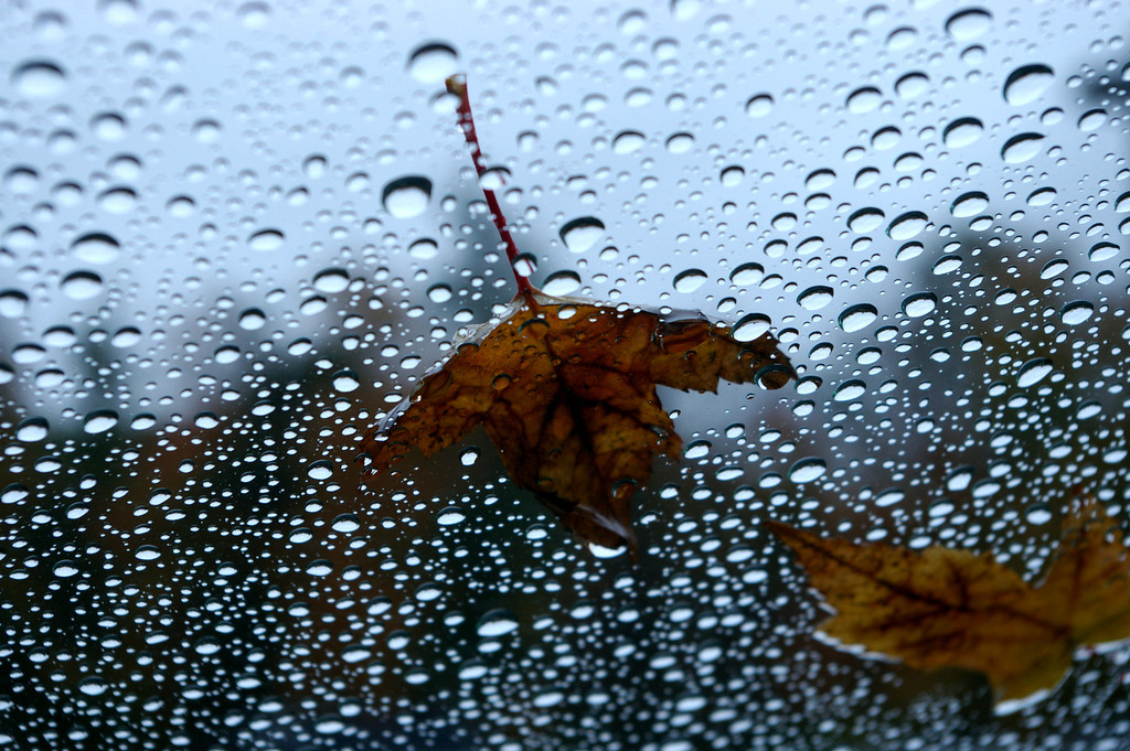 Wet Leaf