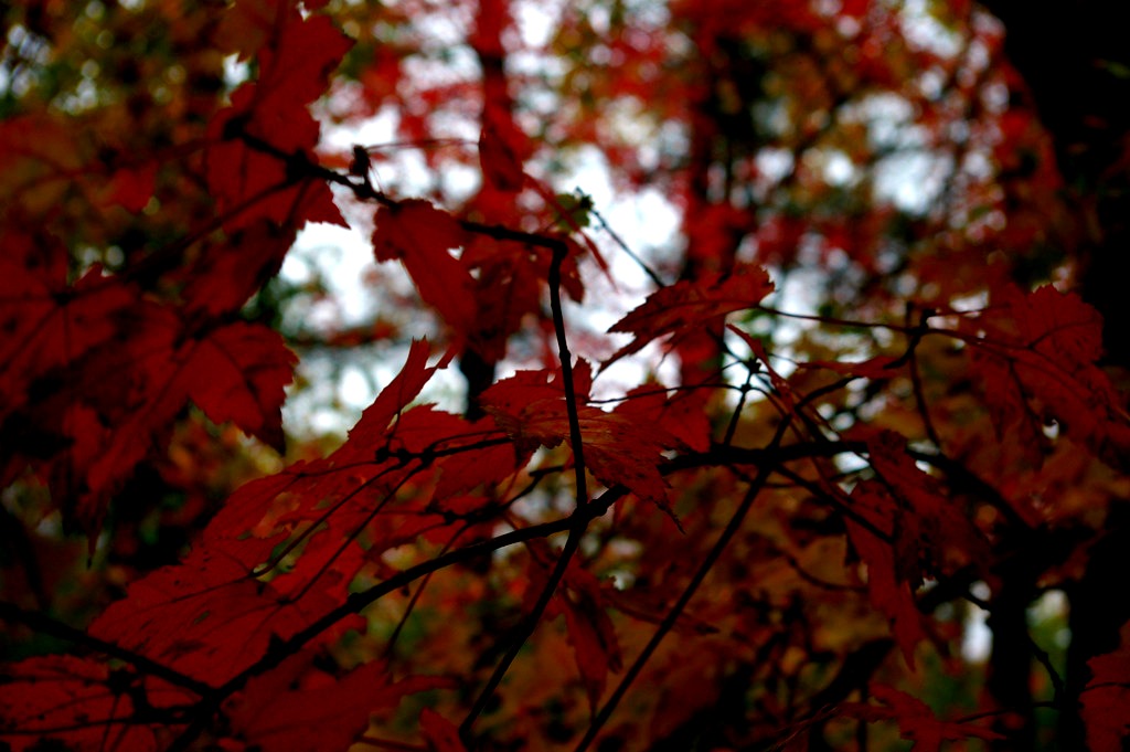 Dreary Fall Day