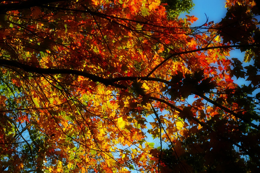 Post-rain foliage