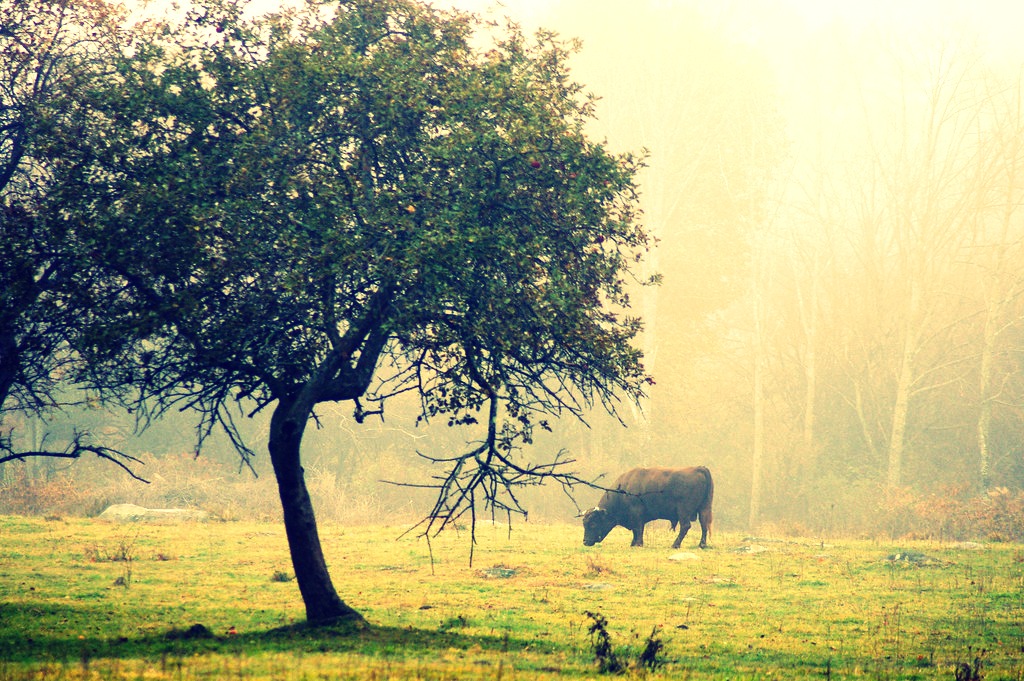 Cow in Fog