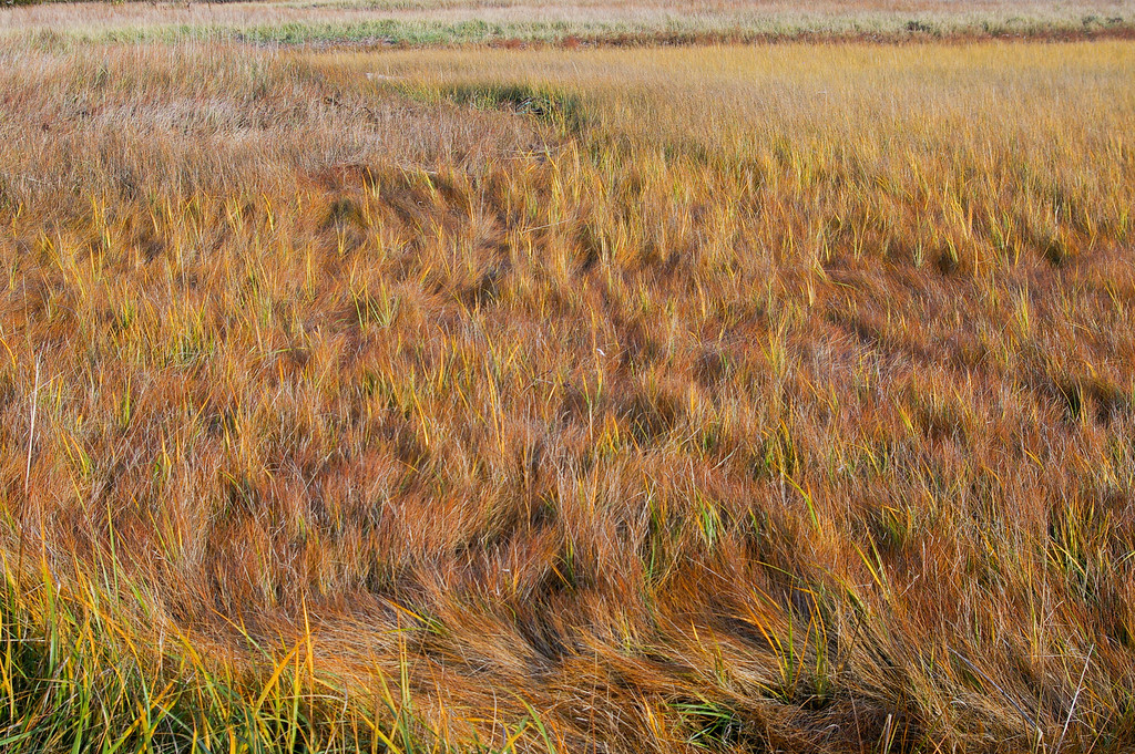 Beach Foliage