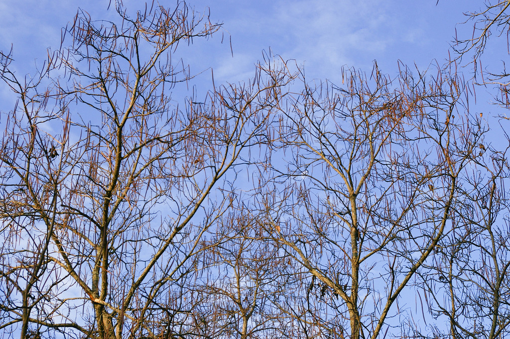 Bean Trees