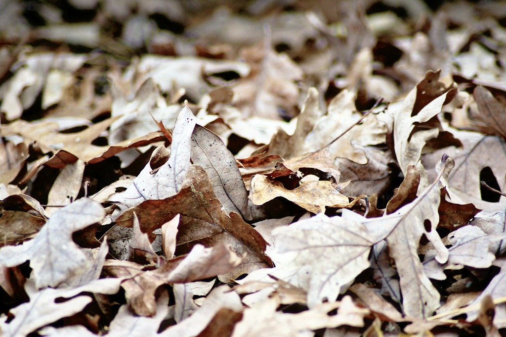 Gritty Leaves