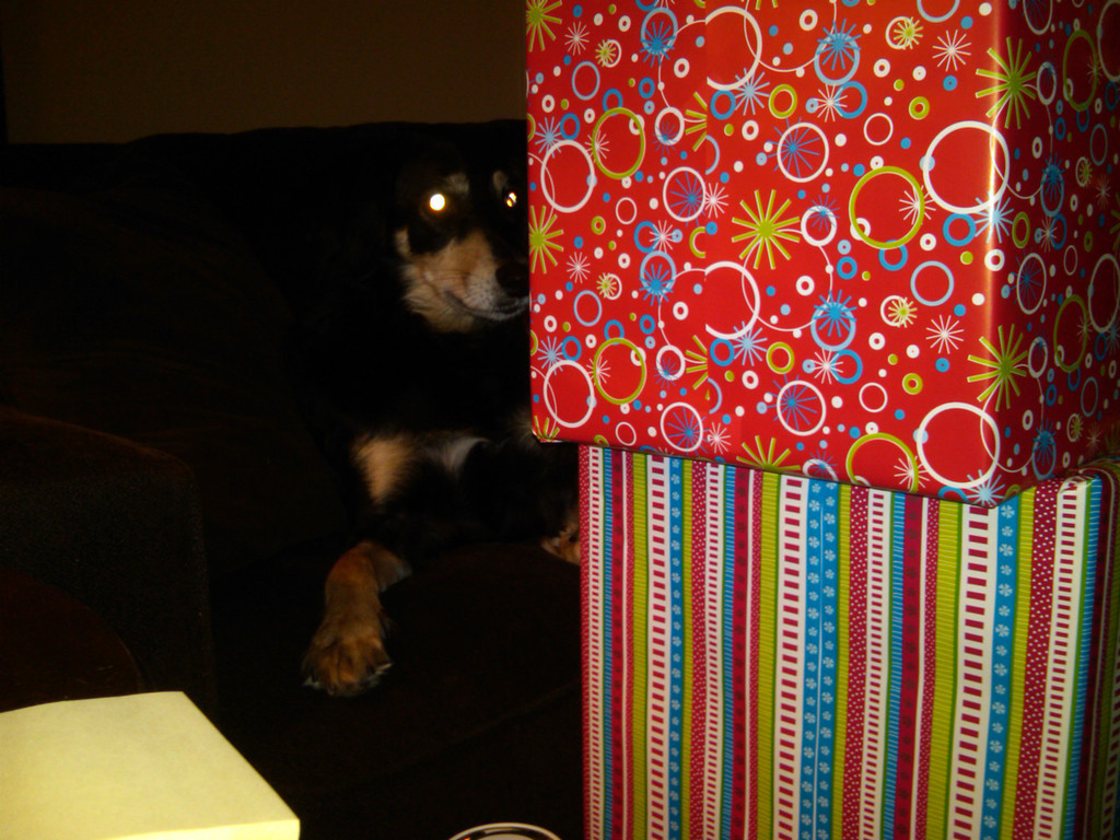 Laser Dog Knows What You are Getting for Xmas
