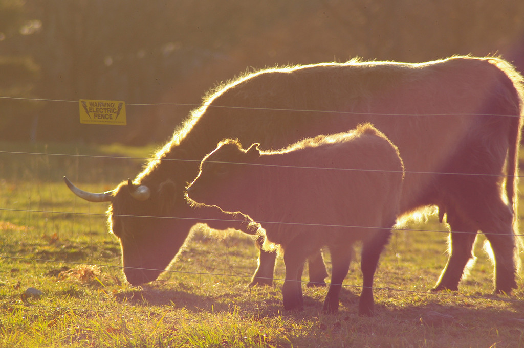 Backlit Cows