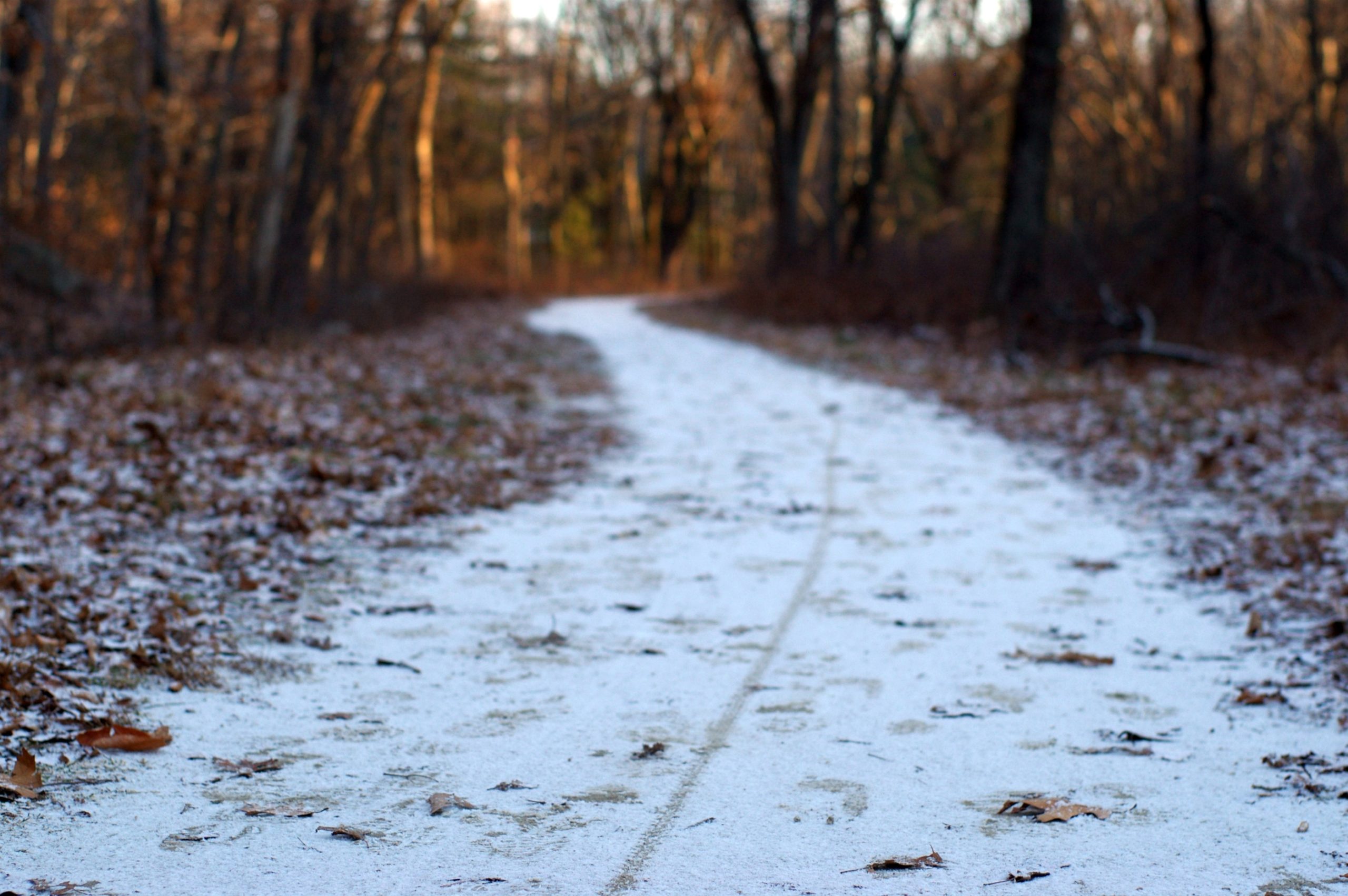 Snowy Path