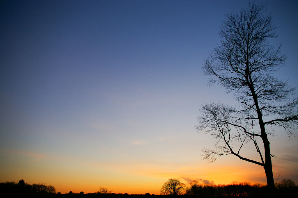 Sunset and Tree