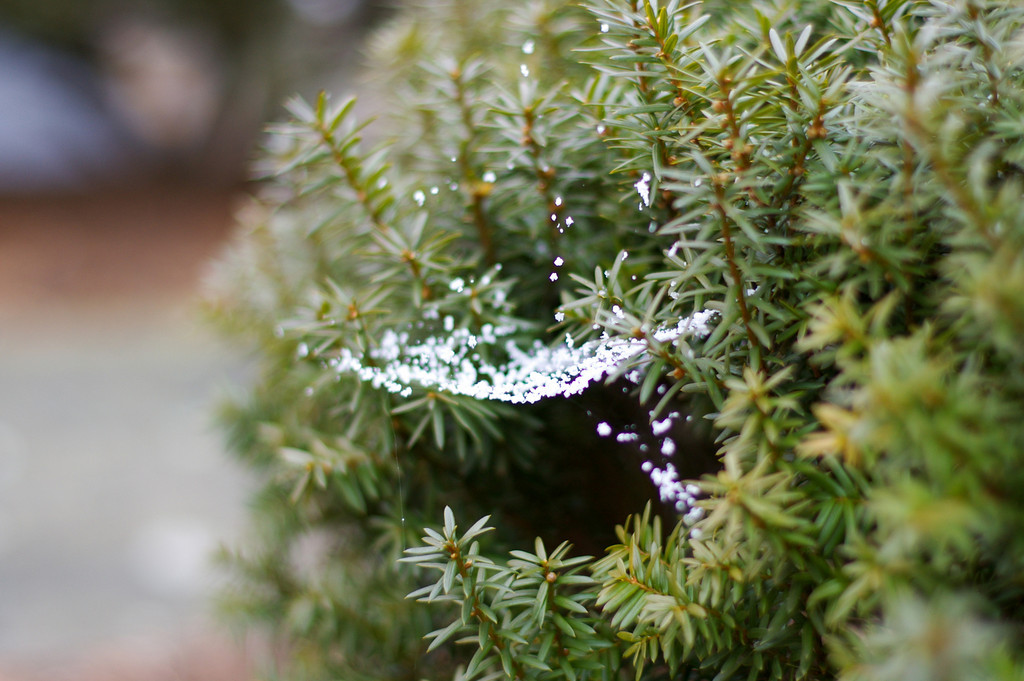 Snowy Spider Web