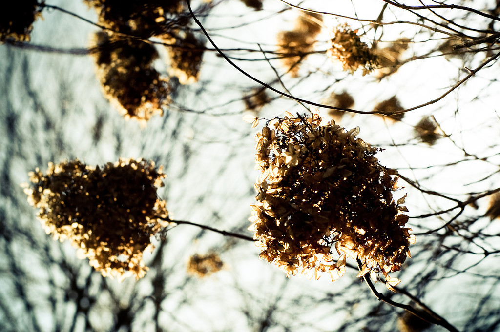 Dramatic Hydrangeas