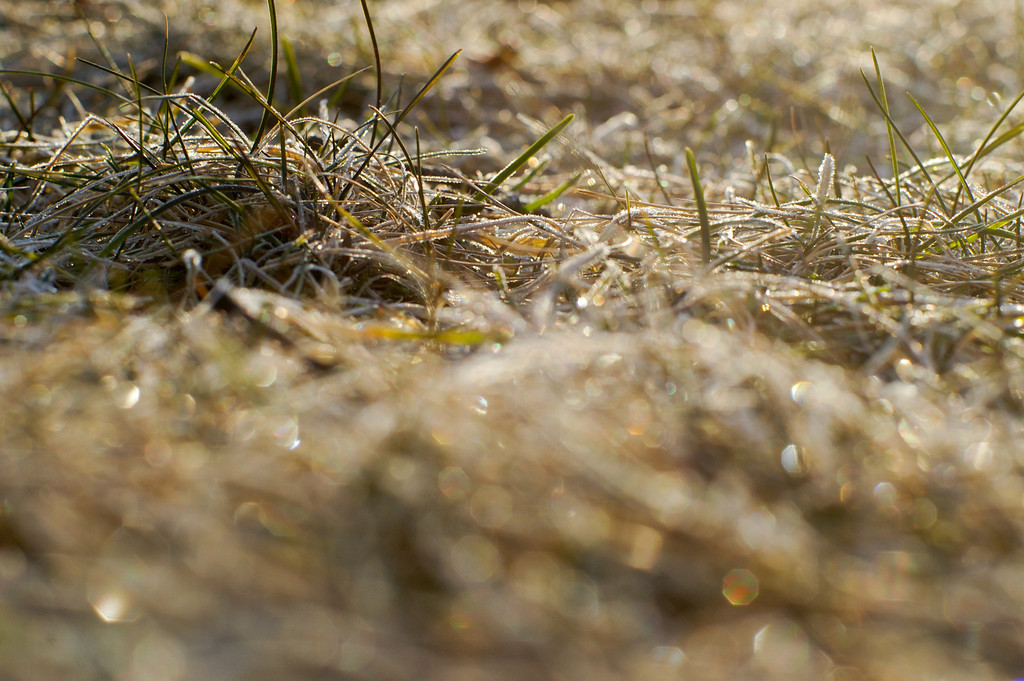 Frosty Grass