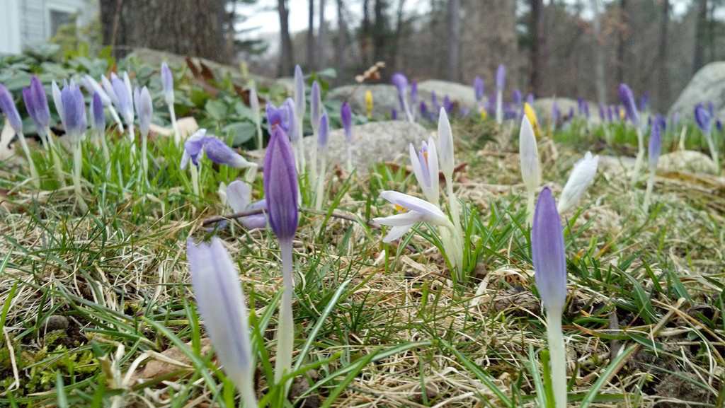 Crocuseses