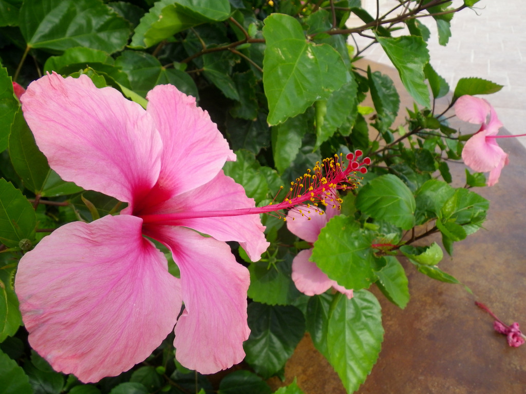 Hibiscus