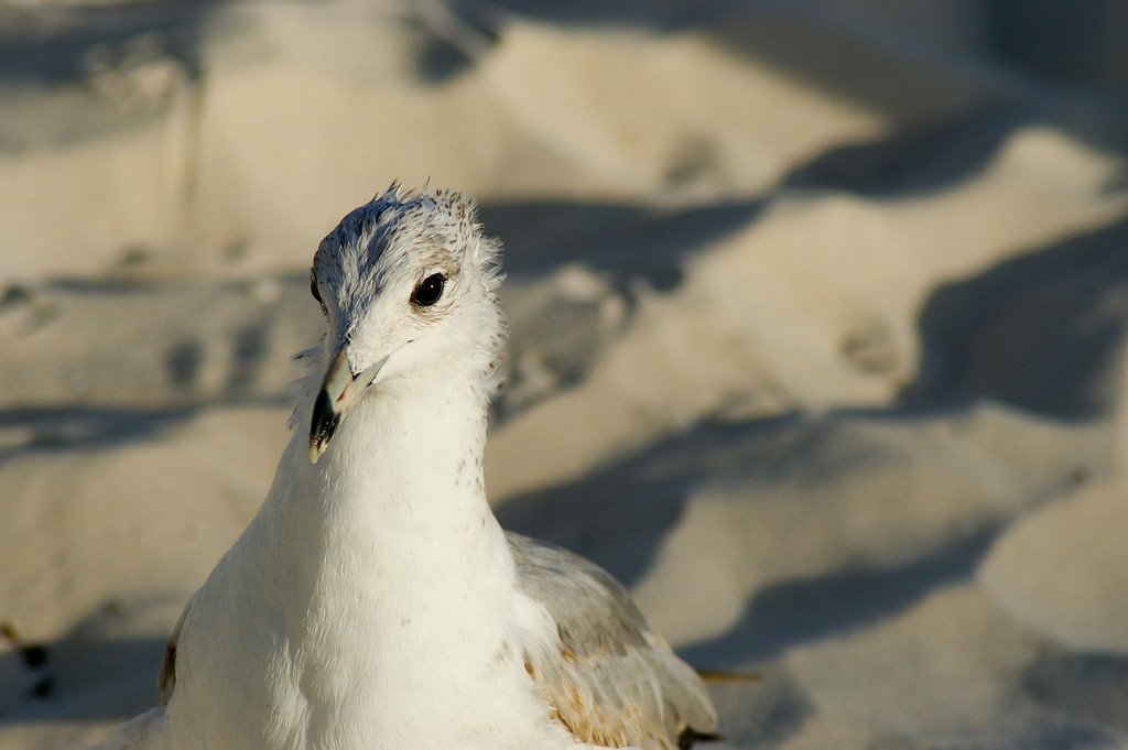 Una Gaviota