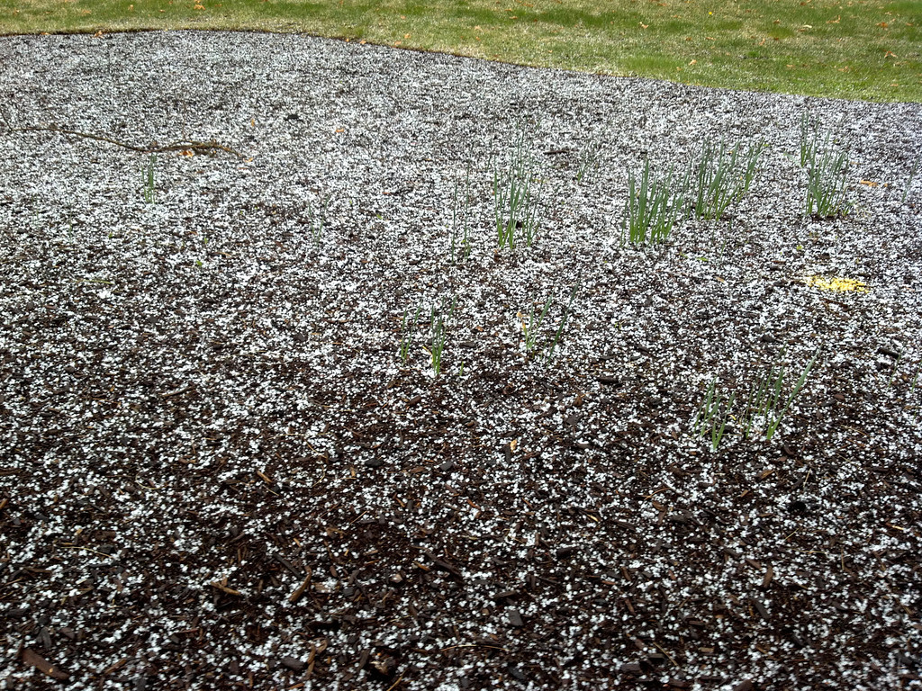 April Hail