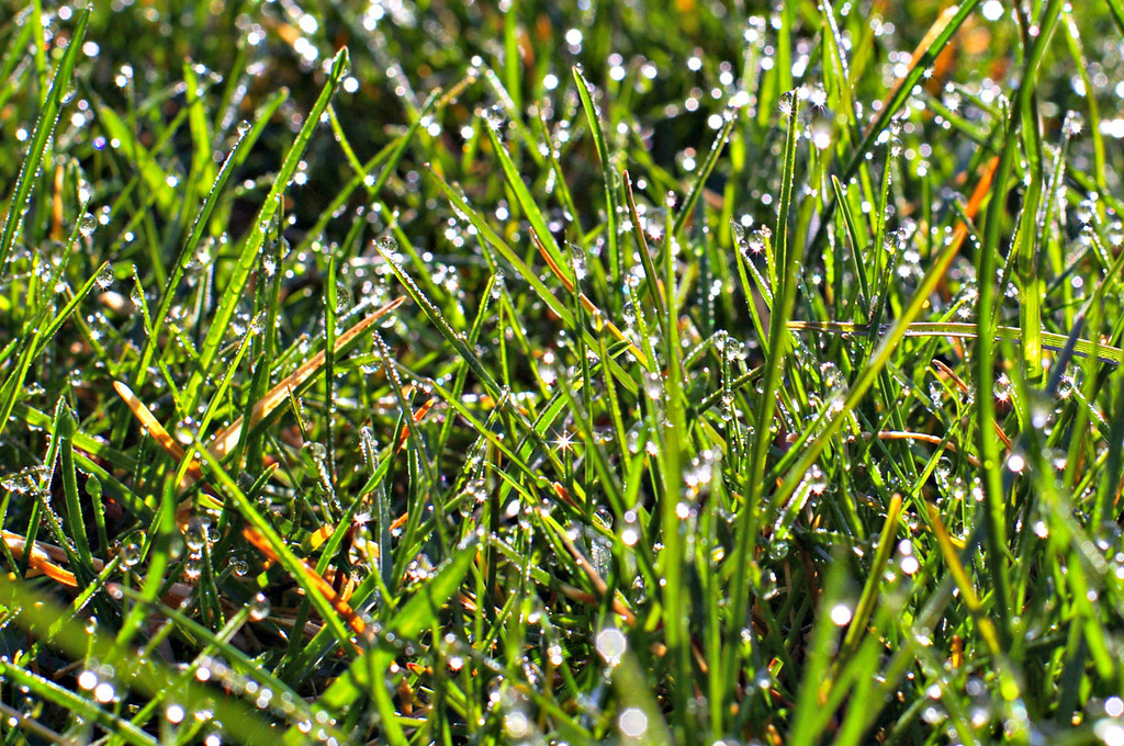 Sparkling Dew