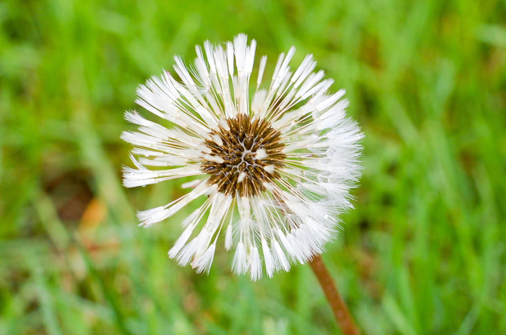 Ratty Dandelion