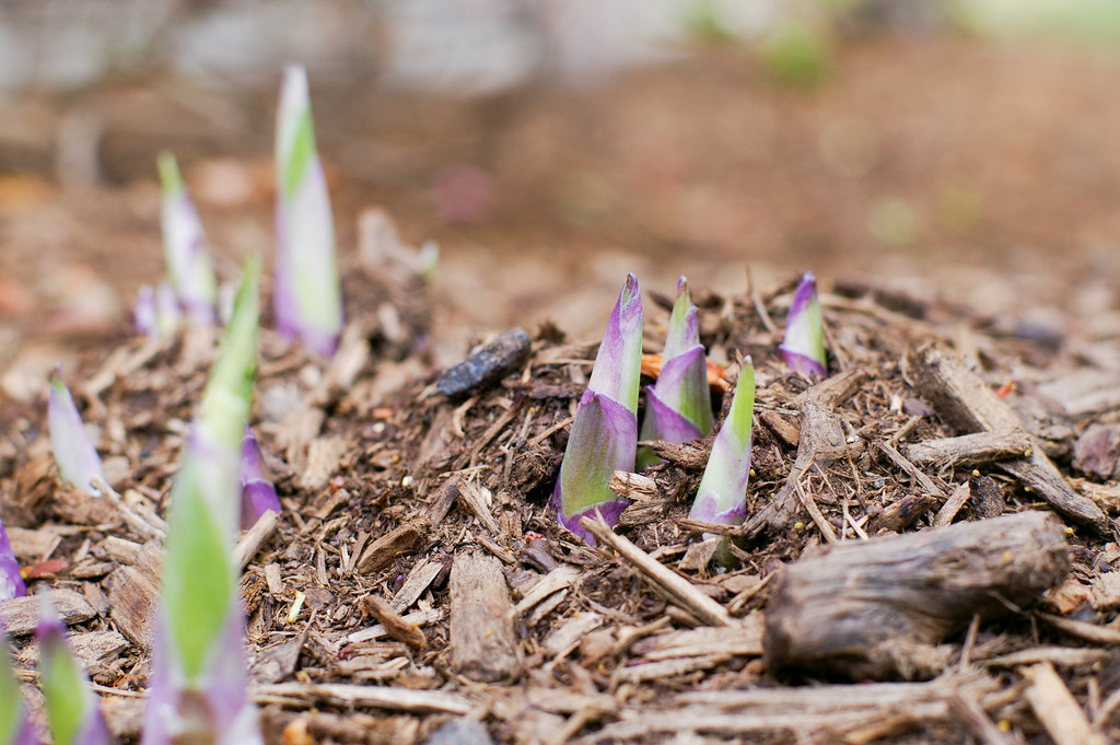 Hostile Hostas