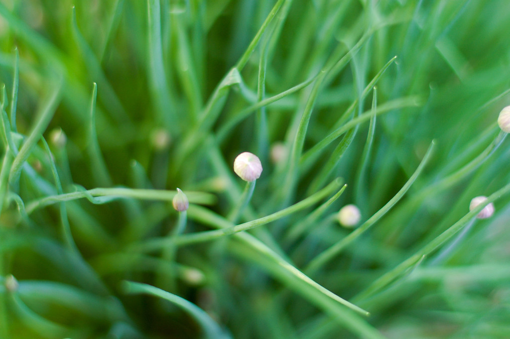 Chive Buds