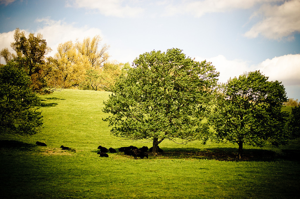 Cows being Cows