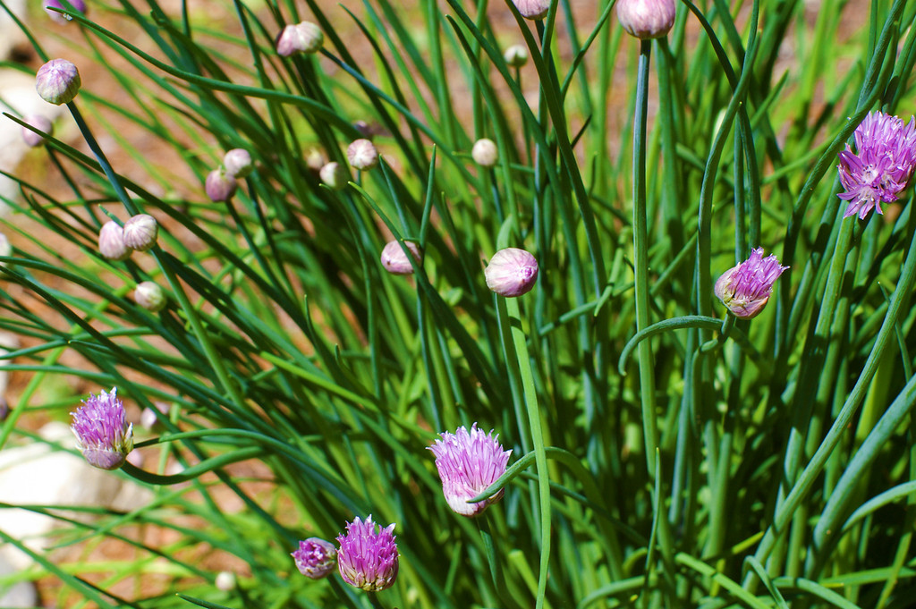 Chives – more than tasty herbs