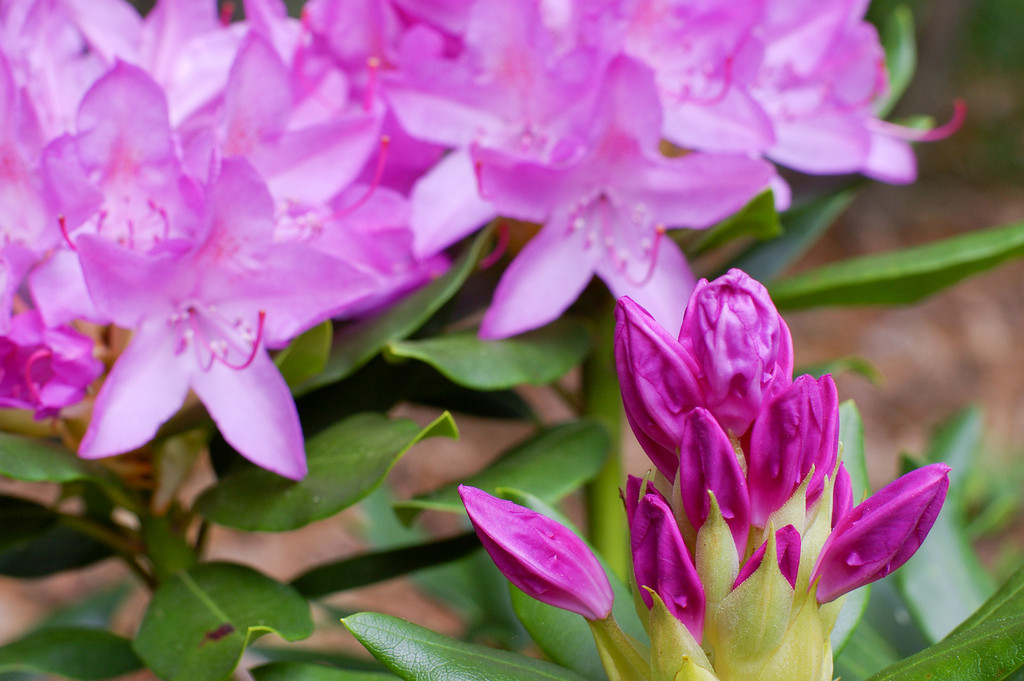 Rhododendron Season