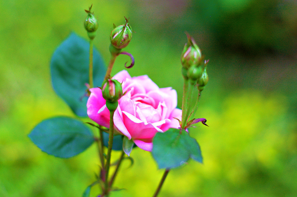 Rose and her buds