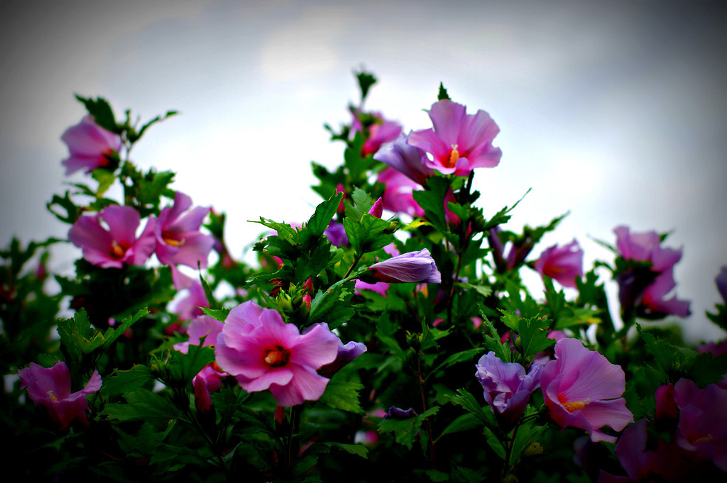 Rose of Sharon