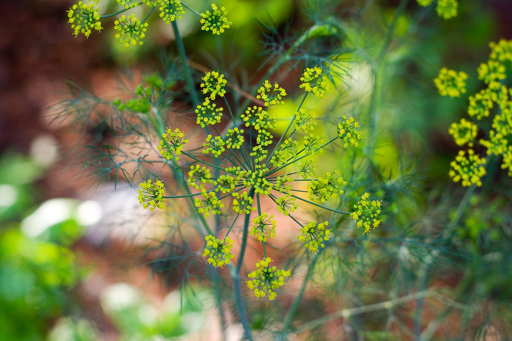 Dill Flowers