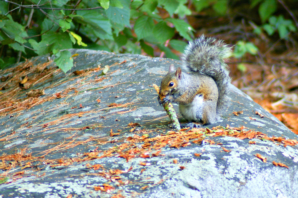 Sappy Squirrel