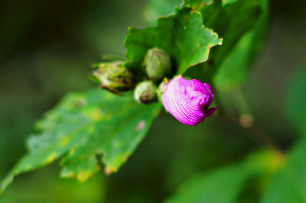 Rosebud of Sharon