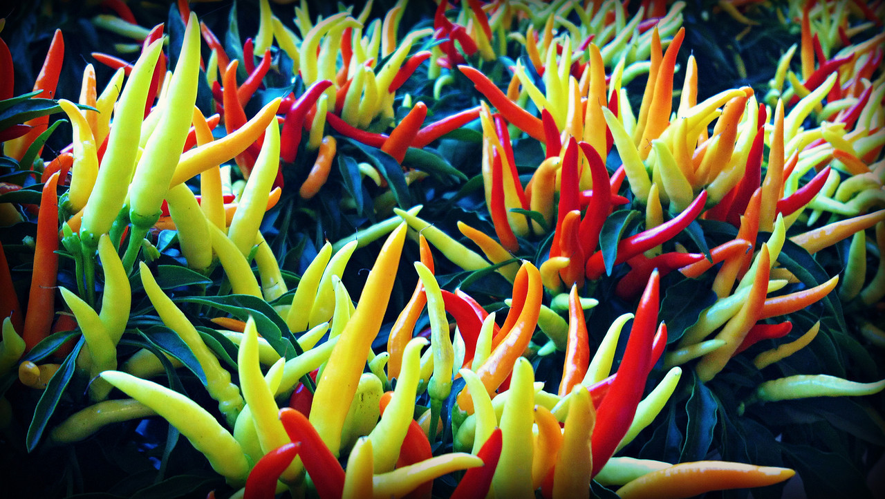 Decorative Pepper Plants