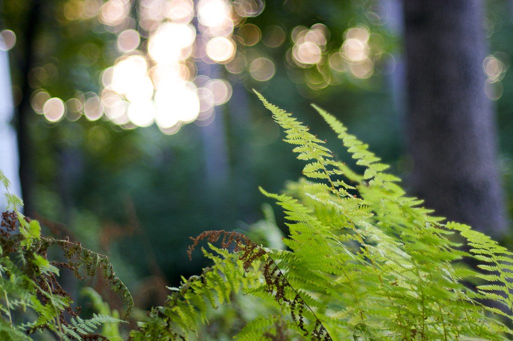 Ferns