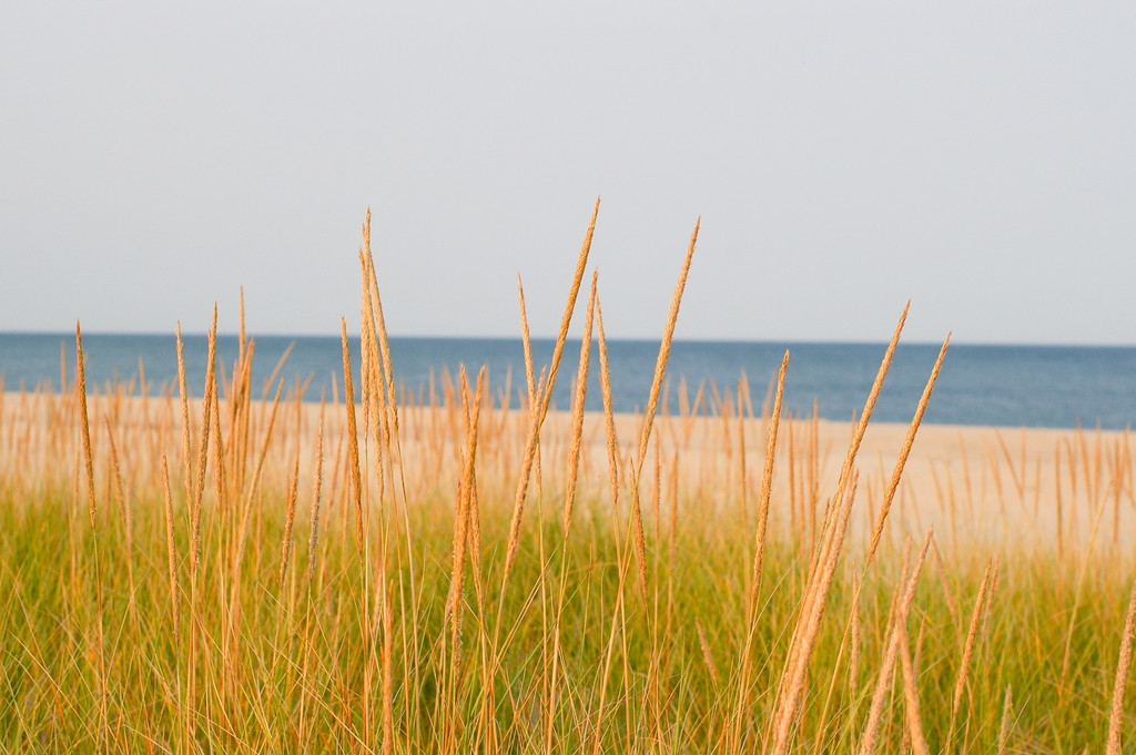 Beach Grass