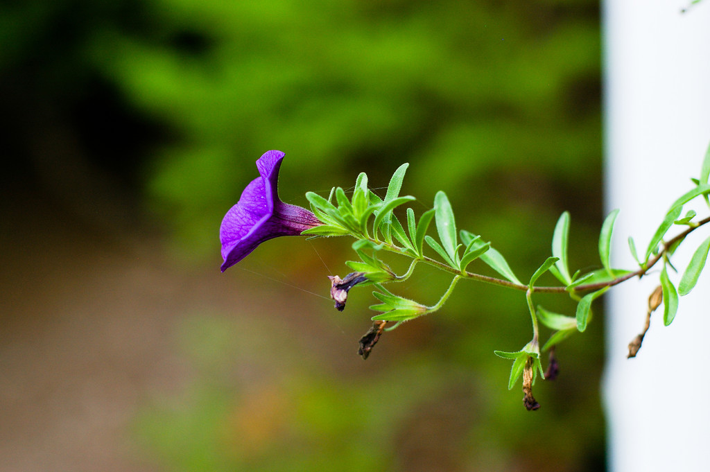 Hanging onto Summer