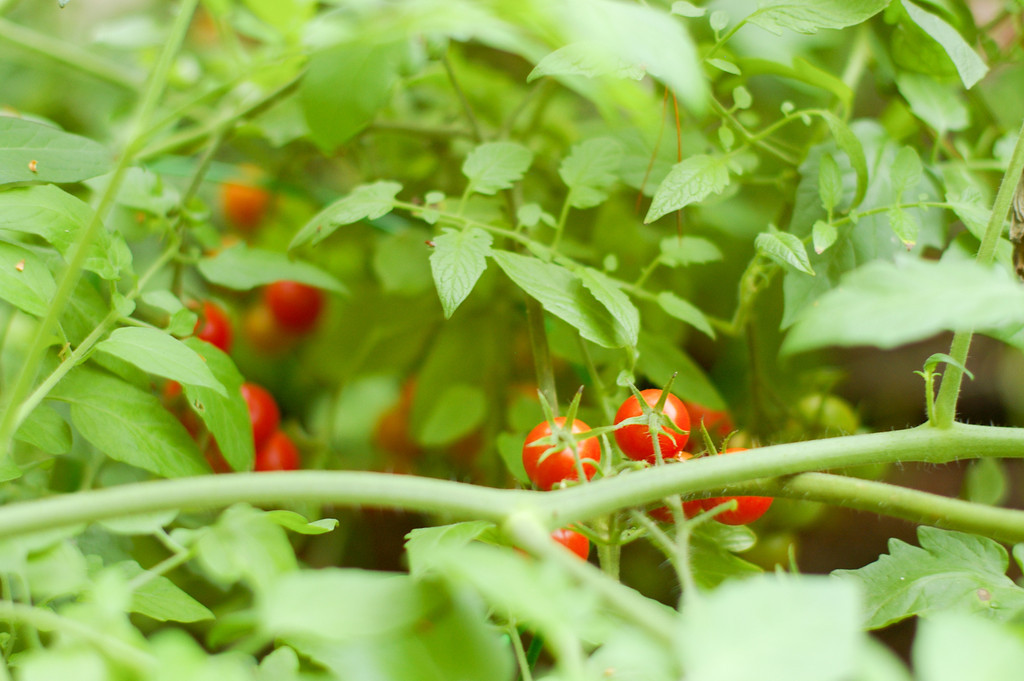 Tomatoes Lurking