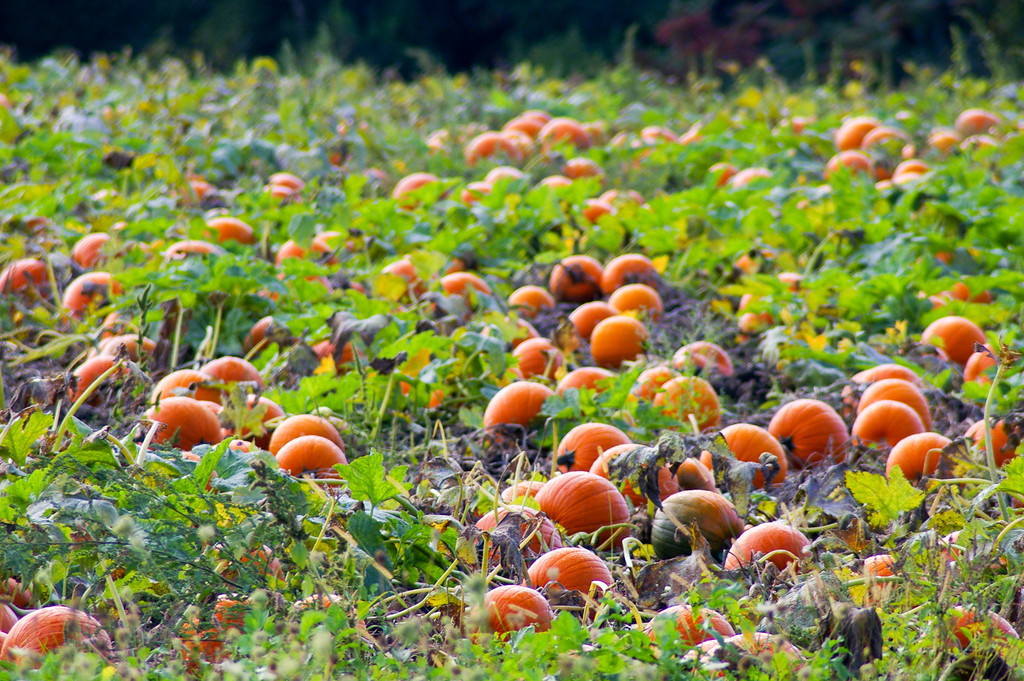 Pumpkin Patch