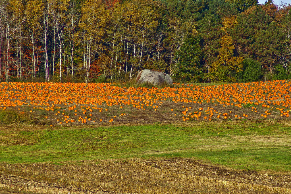 Pumpkin Party