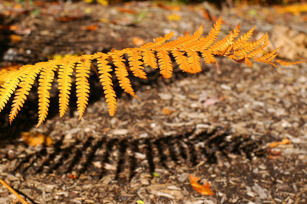 Fern Foliage