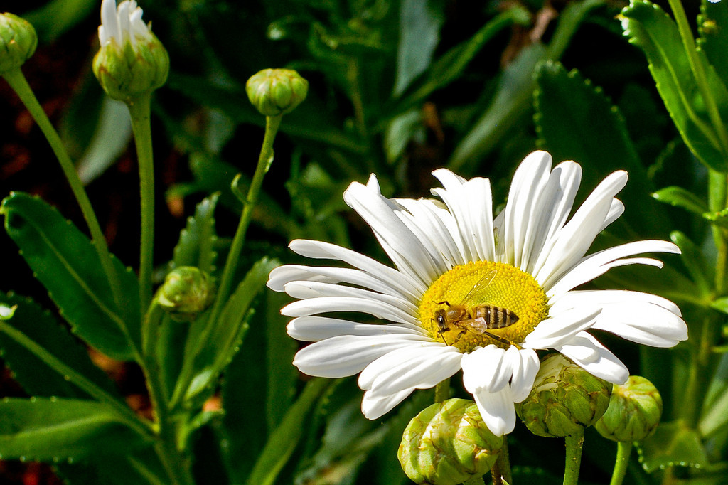 Montauk Daisy